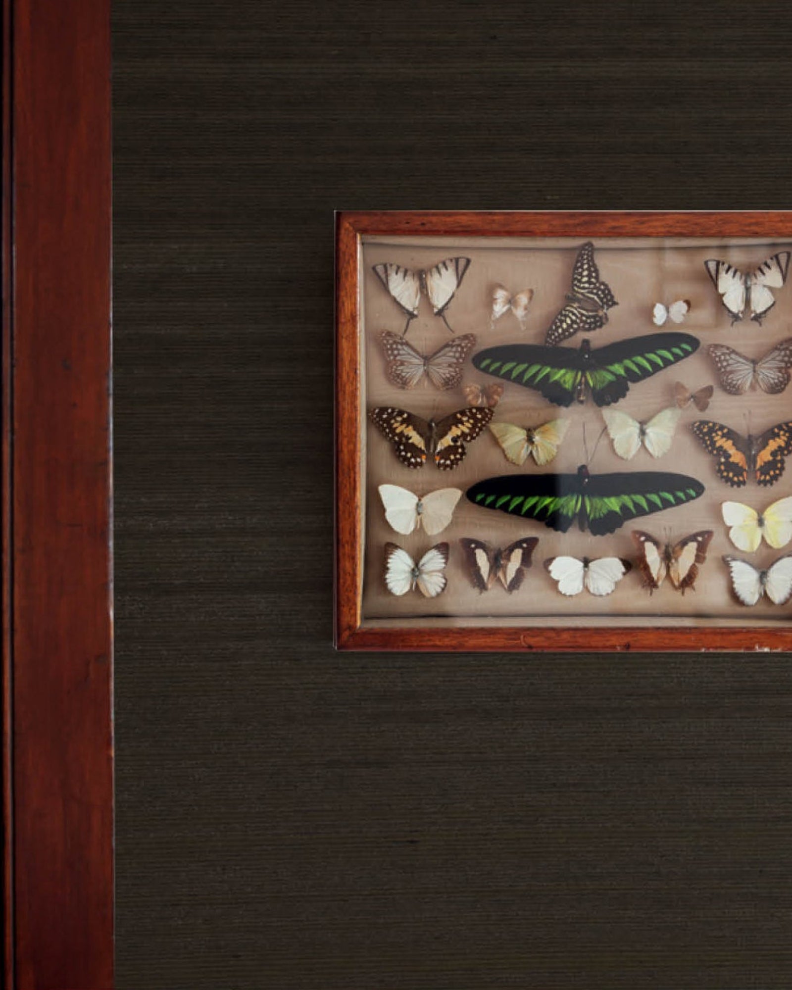 Framed butterfly collection display on a dark textured wall with wooden trim, luxury interior detail