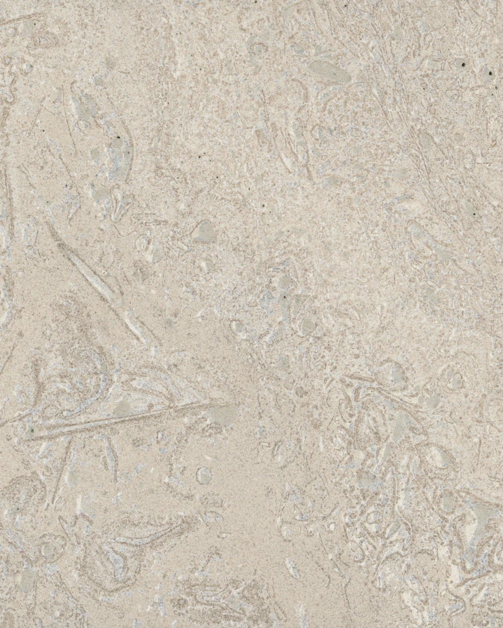 San Pietra Di Silencio Agrippa Fine Stuffed